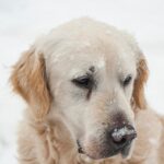 different kinds of worms in dogs